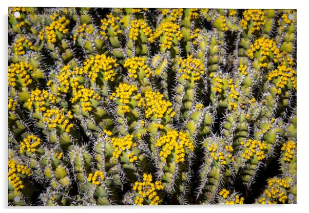 Flowering Euphorbia polyacantha is a spiny bush which grows on stony sides of mountains in hot valleys Acrylic by Kristof Bellens