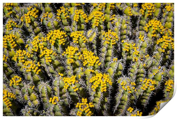 Flowering Euphorbia polyacantha is a spiny bush which grows on stony sides of mountains in hot valleys Print by Kristof Bellens