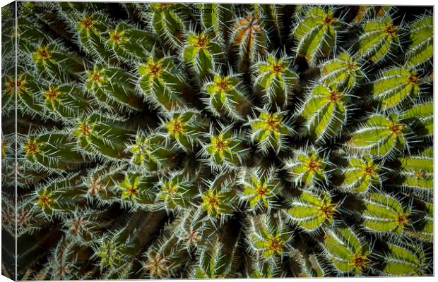 Directly above shot and view on the needles and spikes of plant Euphorbia Echinus Canvas Print by Kristof Bellens