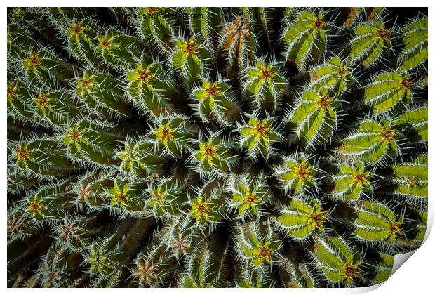 Directly above shot and view on the needles and spikes of plant Euphorbia Echinus Print by Kristof Bellens