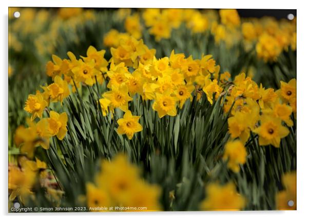 sunlit dafodils Acrylic by Simon Johnson