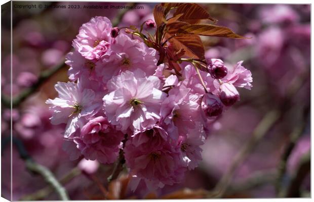 Pink Cherry Blossom in Spring Sunshine Canvas Print by Jim Jones