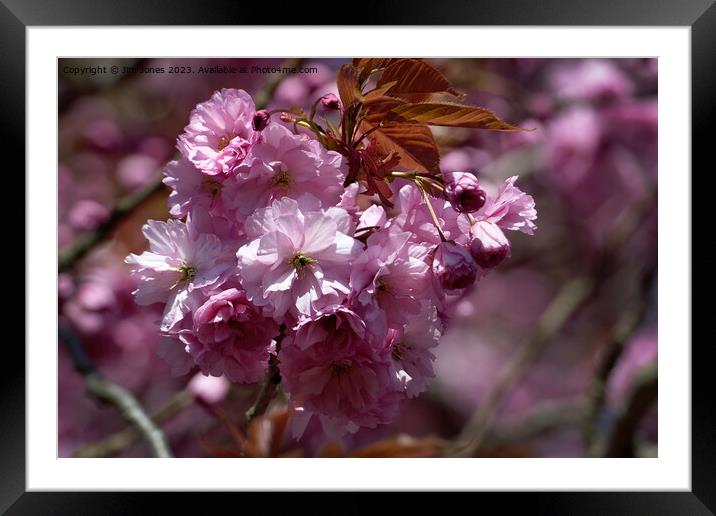 Pink Cherry Blossom in Spring Sunshine Framed Mounted Print by Jim Jones