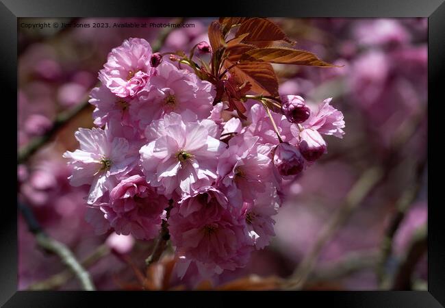 Pink Cherry Blossom in Spring Sunshine Framed Print by Jim Jones
