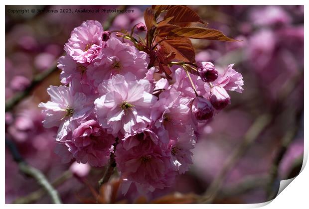 Pink Cherry Blossom in Spring Sunshine Print by Jim Jones