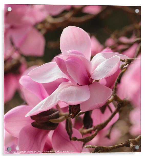 Pink magnolia flower Acrylic by Simon Johnson