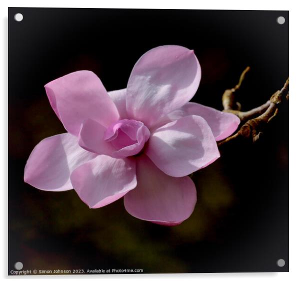 Magnolia flower Acrylic by Simon Johnson