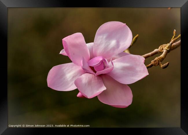 Plant flower Framed Print by Simon Johnson