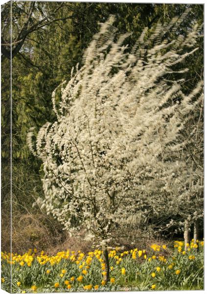 wind blown blossom and daffodils  Canvas Print by Simon Johnson