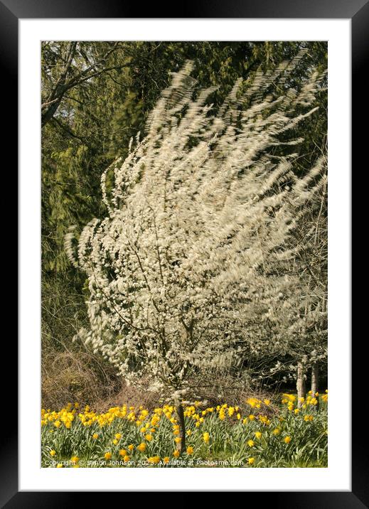 wind blown blossom and daffodils  Framed Mounted Print by Simon Johnson