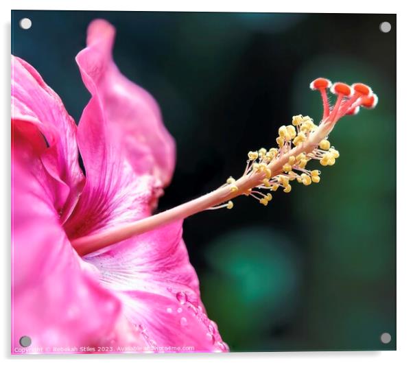 Hibiscus in bloom Acrylic by Rebekah Stiles