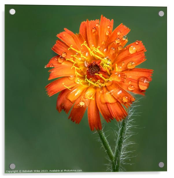 Orange Dandelion  Acrylic by Rebekah Stiles