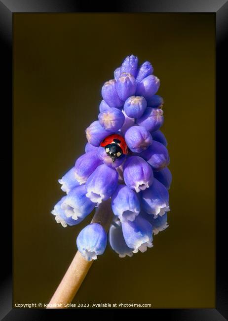 Grape Hyacinth and a ladybug Framed Print by Rebekah Stiles