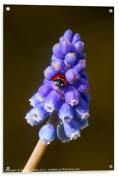 Grape Hyacinth and a ladybug Acrylic by Rebekah Stiles