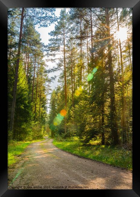 Serene Path Through Pine Trees Framed Print by Alex Winter