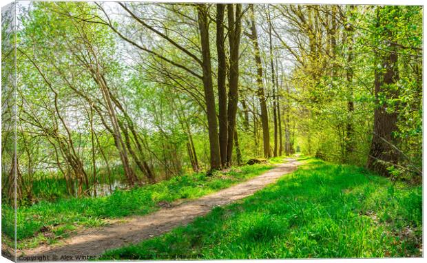 Idyllic spring nature with track along trees allee Canvas Print by Alex Winter