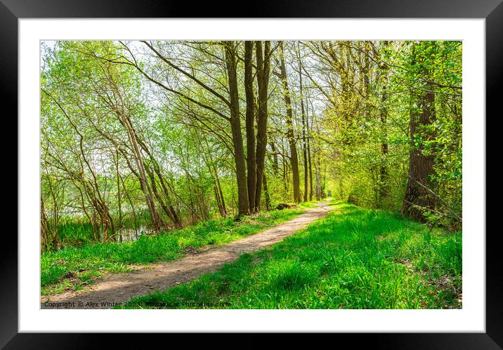 Idyllic spring nature with track along trees allee Framed Mounted Print by Alex Winter