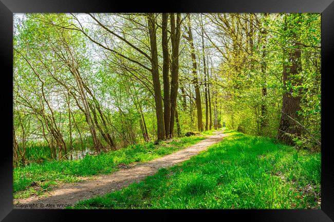 Idyllic spring nature with track along trees allee Framed Print by Alex Winter