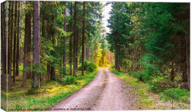 Evergreen trees nature with dirt road Canvas Print by Alex Winter