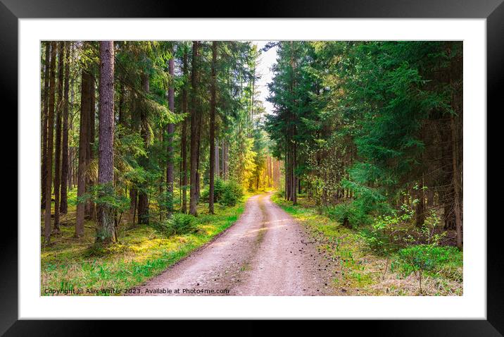 Evergreen trees nature with dirt road Framed Mounted Print by Alex Winter