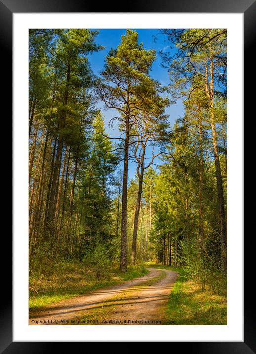 Dirt road in pine tree woodland Framed Mounted Print by Alex Winter