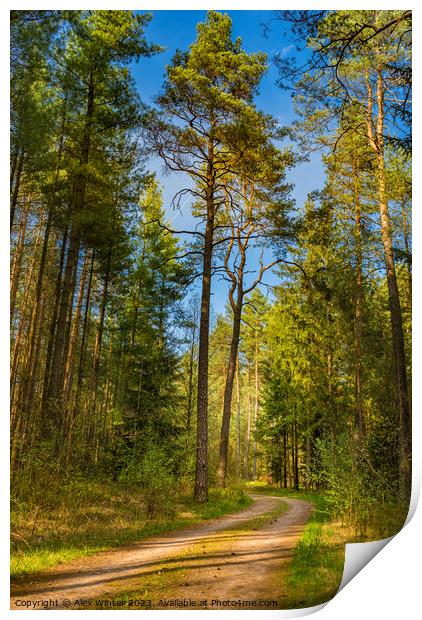Dirt road in pine tree woodland Print by Alex Winter