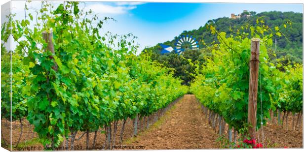Winery landscape with lush leaves on vines Canvas Print by Alex Winter