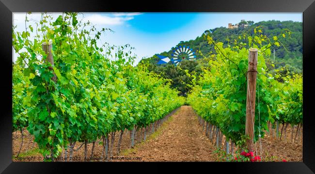 Winery landscape with lush leaves on vines Framed Print by Alex Winter