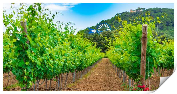 Winery landscape with lush leaves on vines Print by Alex Winter