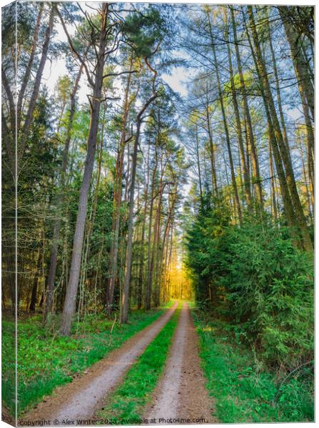 Path along pine trees with glade  Canvas Print by Alex Winter