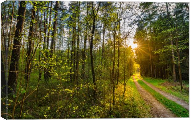 Green forest path with idyllic sunlight Canvas Print by Alex Winter
