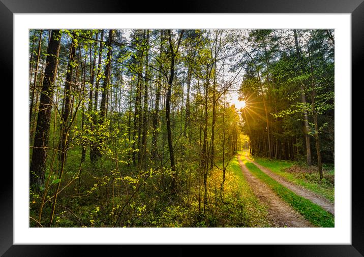 Green forest path with idyllic sunlight Framed Mounted Print by Alex Winter