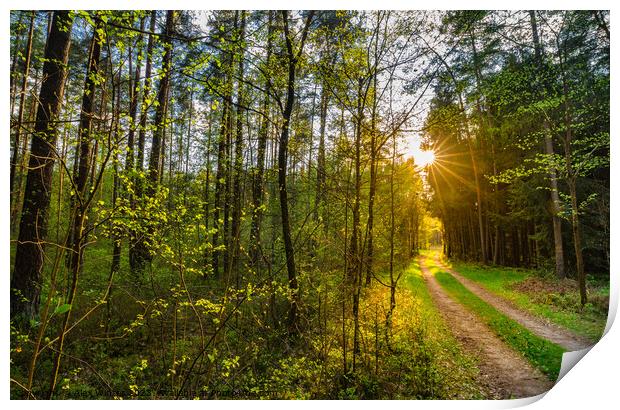 Green forest path with idyllic sunlight Print by Alex Winter