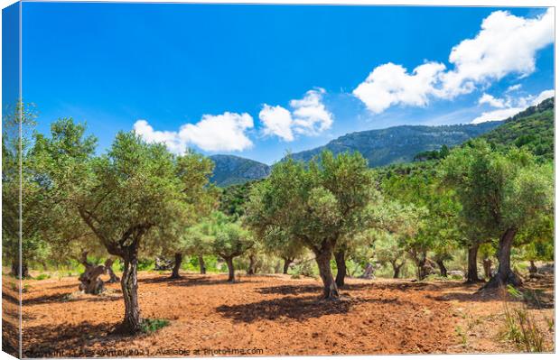 Olive trees spain Canvas Print by Alex Winter