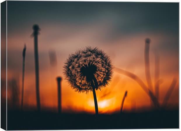Dandelion at sunset Canvas Print by Sam Owen