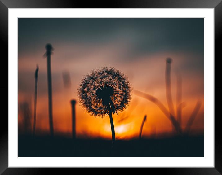 Dandelion at sunset Framed Mounted Print by Sam Owen