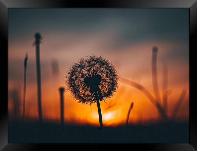 Dandelion at sunset Framed Print by Sam Owen
