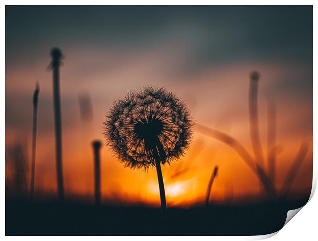 Dandelion at sunset Print by Sam Owen