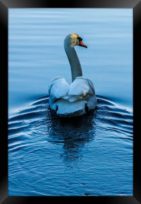 Beautiful swan Framed Print by Sam Owen