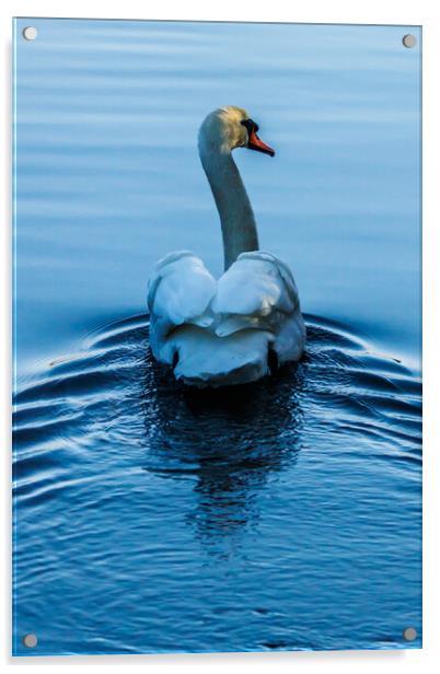 Beautiful swan Acrylic by Sam Owen