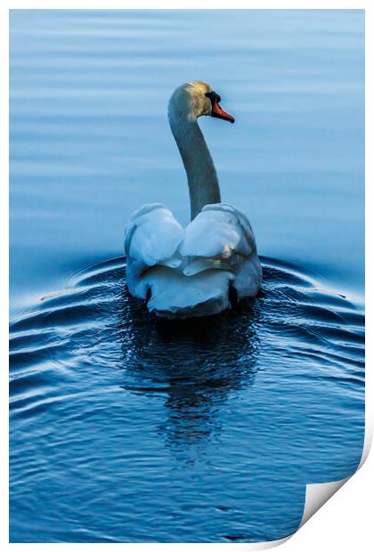 Beautiful swan Print by Sam Owen