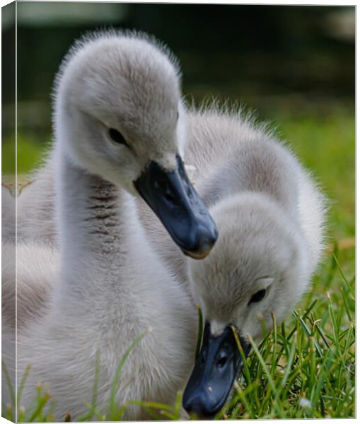 A close up of  cygnets Canvas Print by Sam Owen