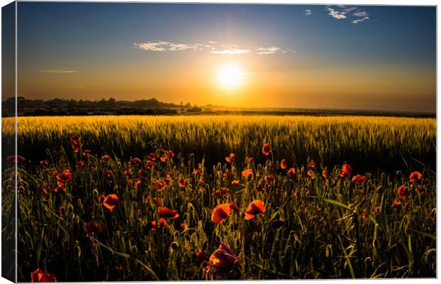 Poppy field at sunset  Canvas Print by Sam Owen