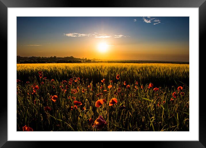 Poppy field at sunset  Framed Mounted Print by Sam Owen