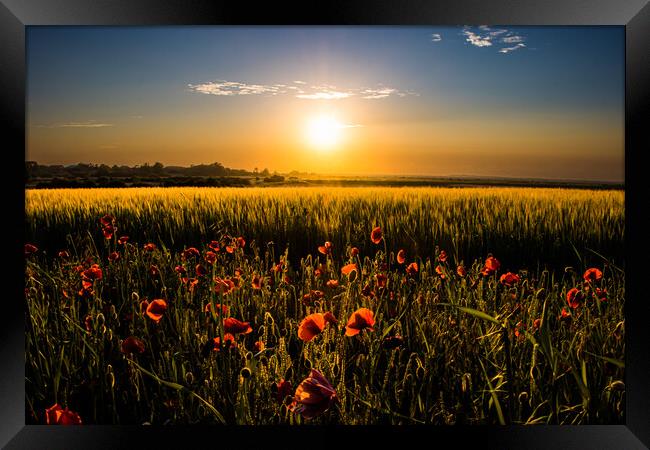 Poppy field at sunset  Framed Print by Sam Owen