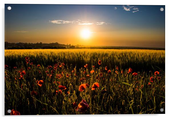 Poppy field at sunset  Acrylic by Sam Owen