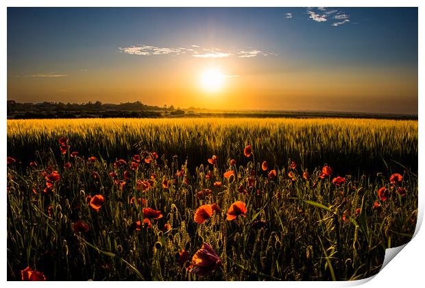 Poppy field at sunset  Print by Sam Owen
