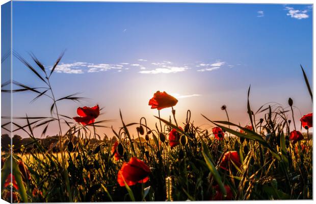 Poppies at sunset  Canvas Print by Sam Owen