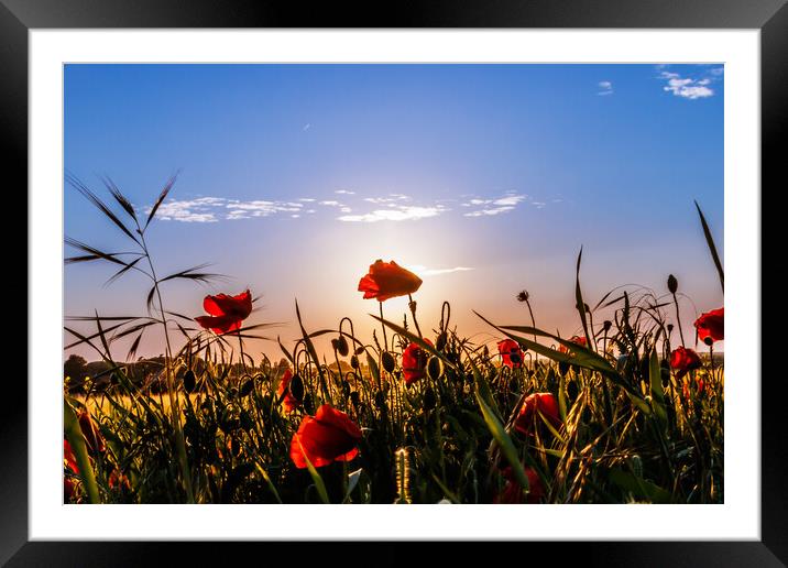 Poppies at sunset  Framed Mounted Print by Sam Owen