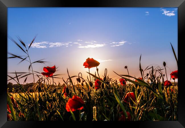 Poppies at sunset  Framed Print by Sam Owen